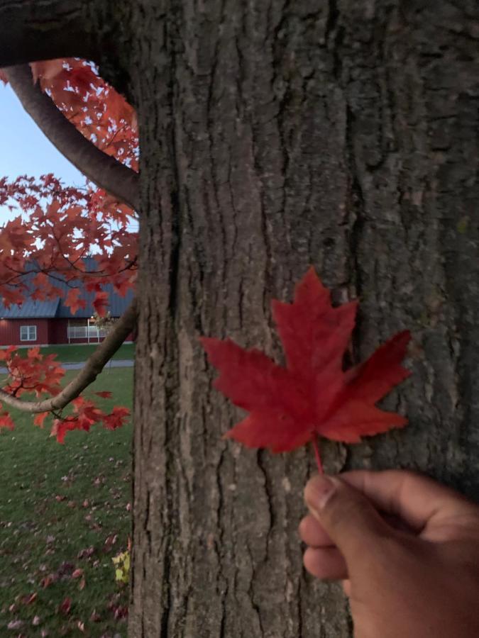 Maple Leaf Hotel Негомбо Экстерьер фото